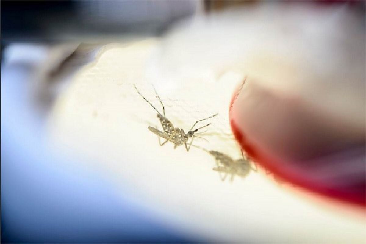 Yellow fever deaths climb to 60 in Brazil outbreak