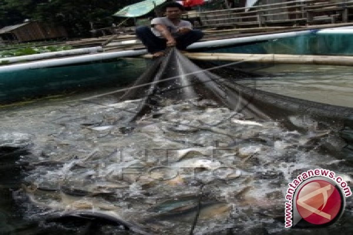 Legislator Apresiasi Warga Budidayakan Ikan Nila 