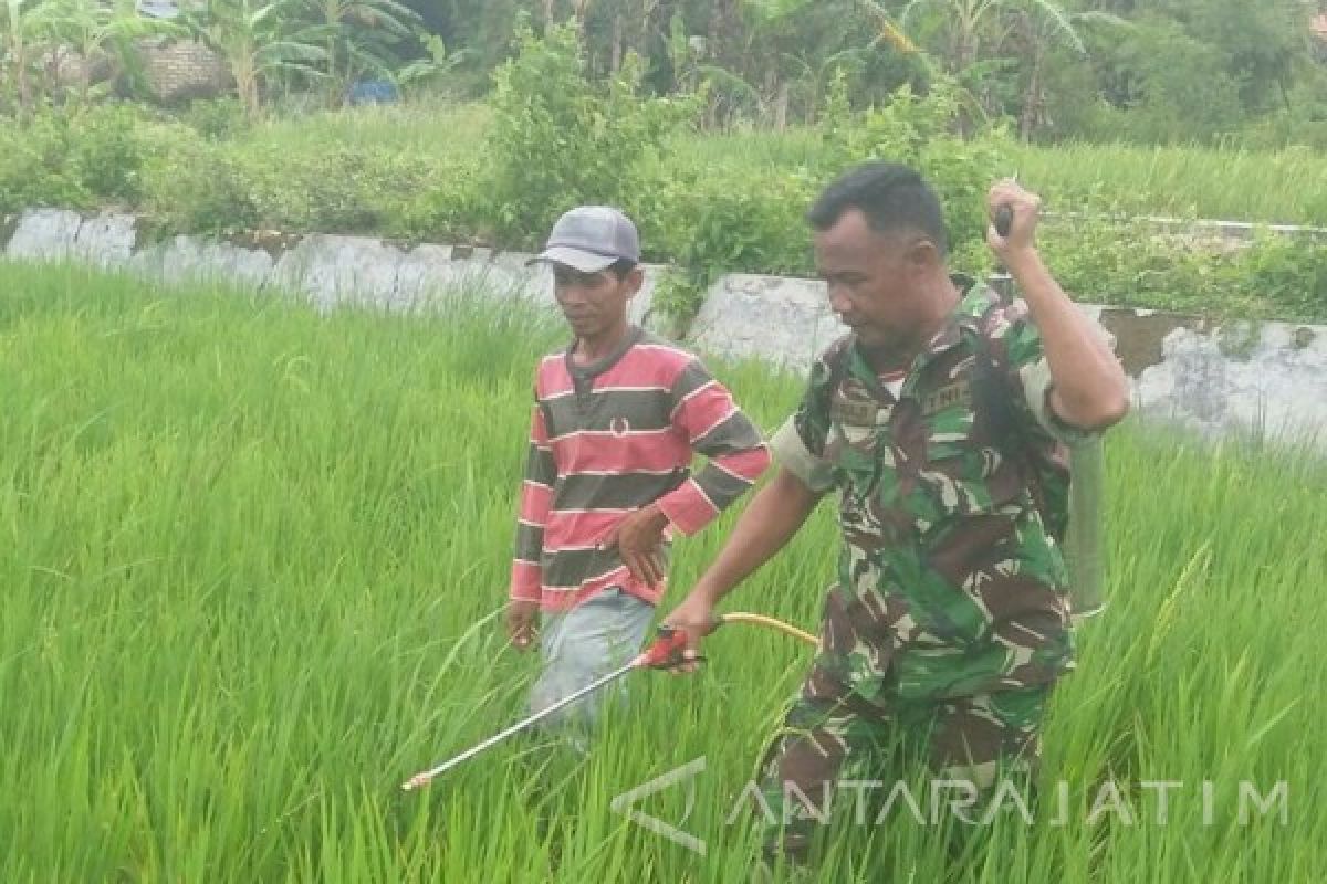 Kodim Pamekasan Gerakkan Babinsa Bantu Petani Basmi Hama Padi