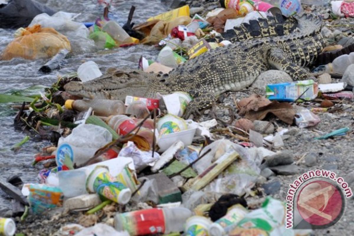 Buaya Sungai Palu berjemur di atas sampah