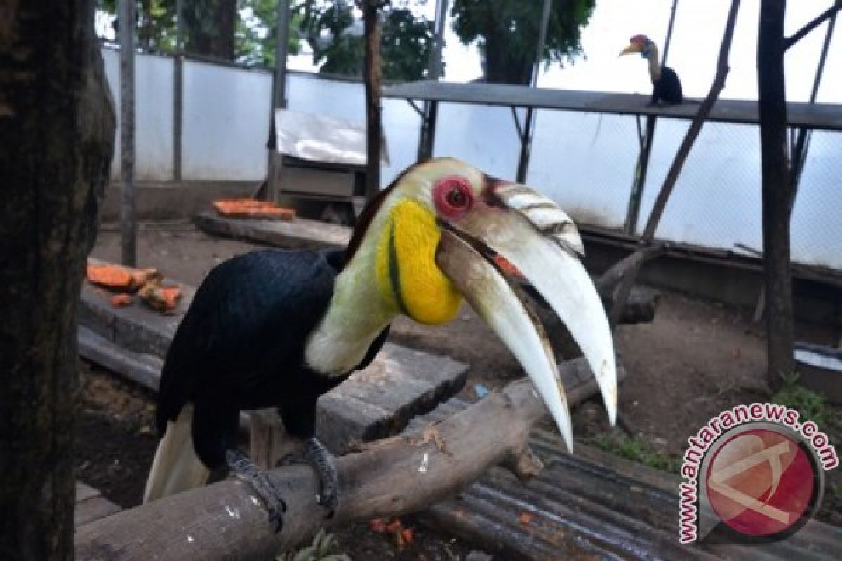 POPULASI BURUNG RANGKONG SULAWESI