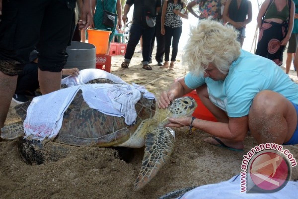 Warga Pesisir Buleleng Temukan Penyu Hijau Terdampar