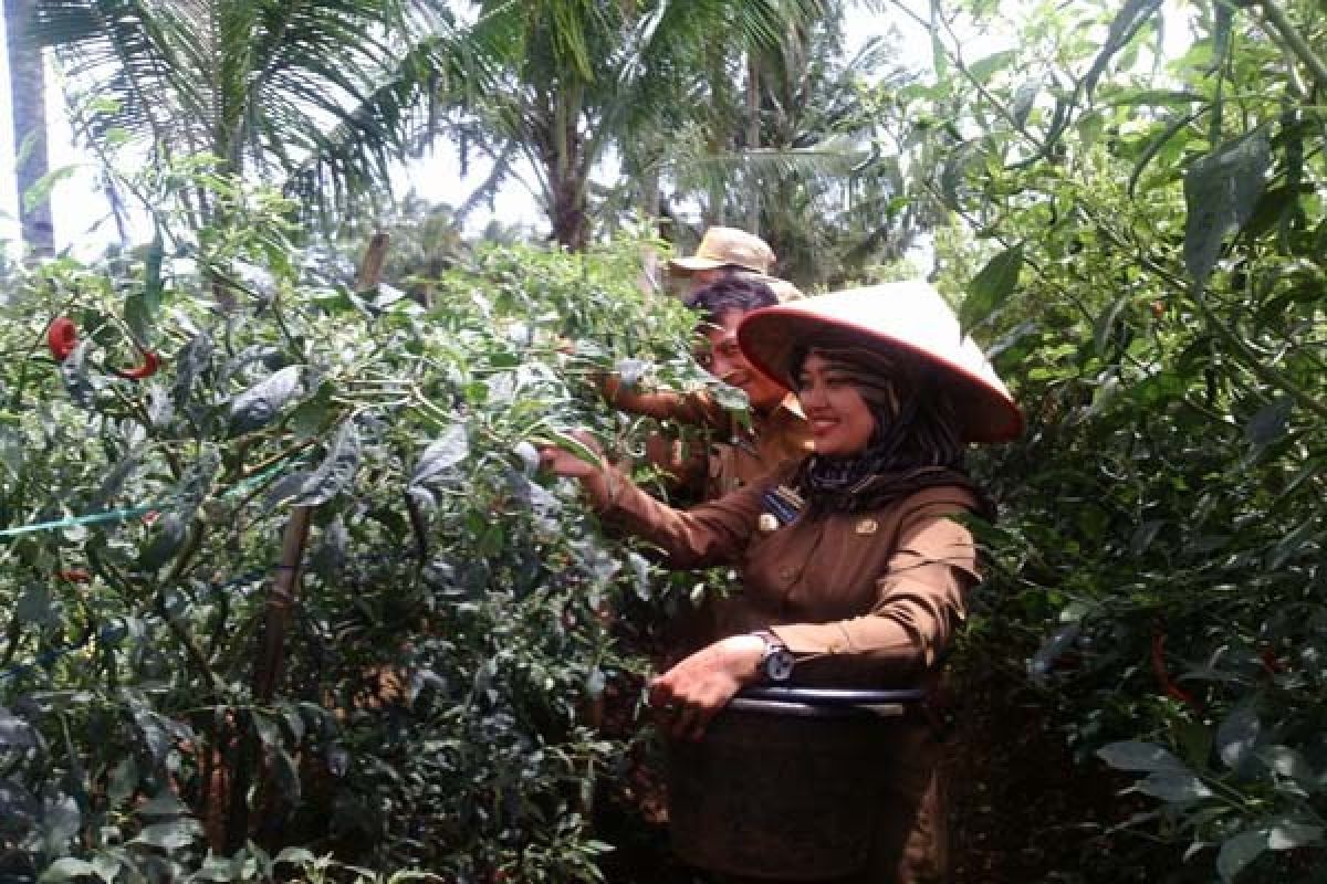 Bupati Lampung Timur Panen Cabai Bersama Petani  