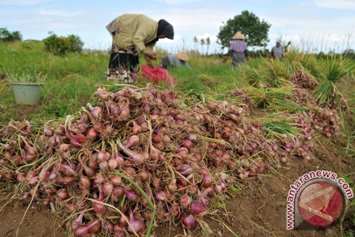 Harga bawang merah semakin turun di Lhokseumawe