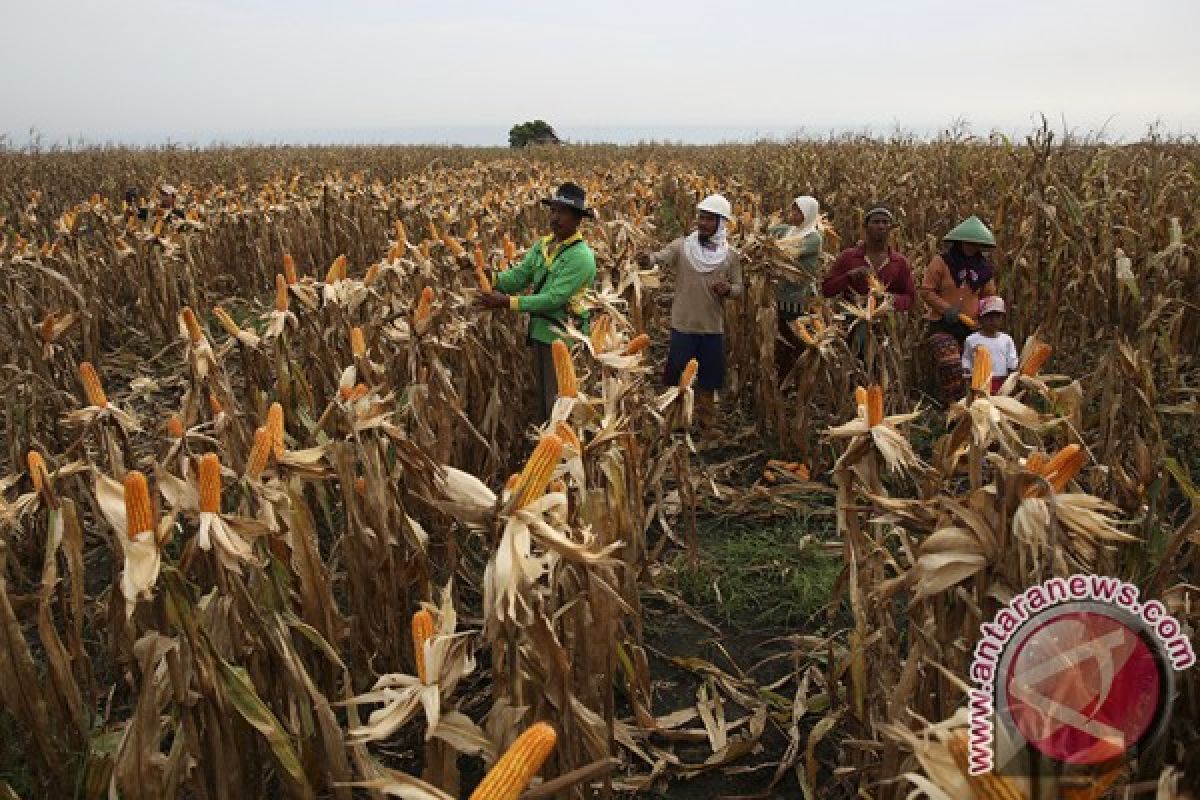 Kementan targetkan tanam jagung satu juta hektar