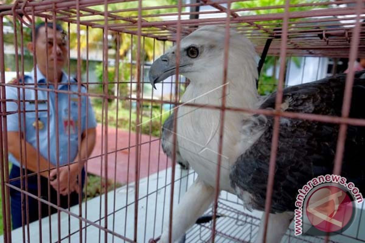 ELANG LAUT TNI AU DISERAHKAN