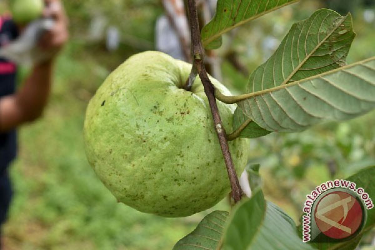 Jurus jitu singkirkan pestisida dari makanan Anda