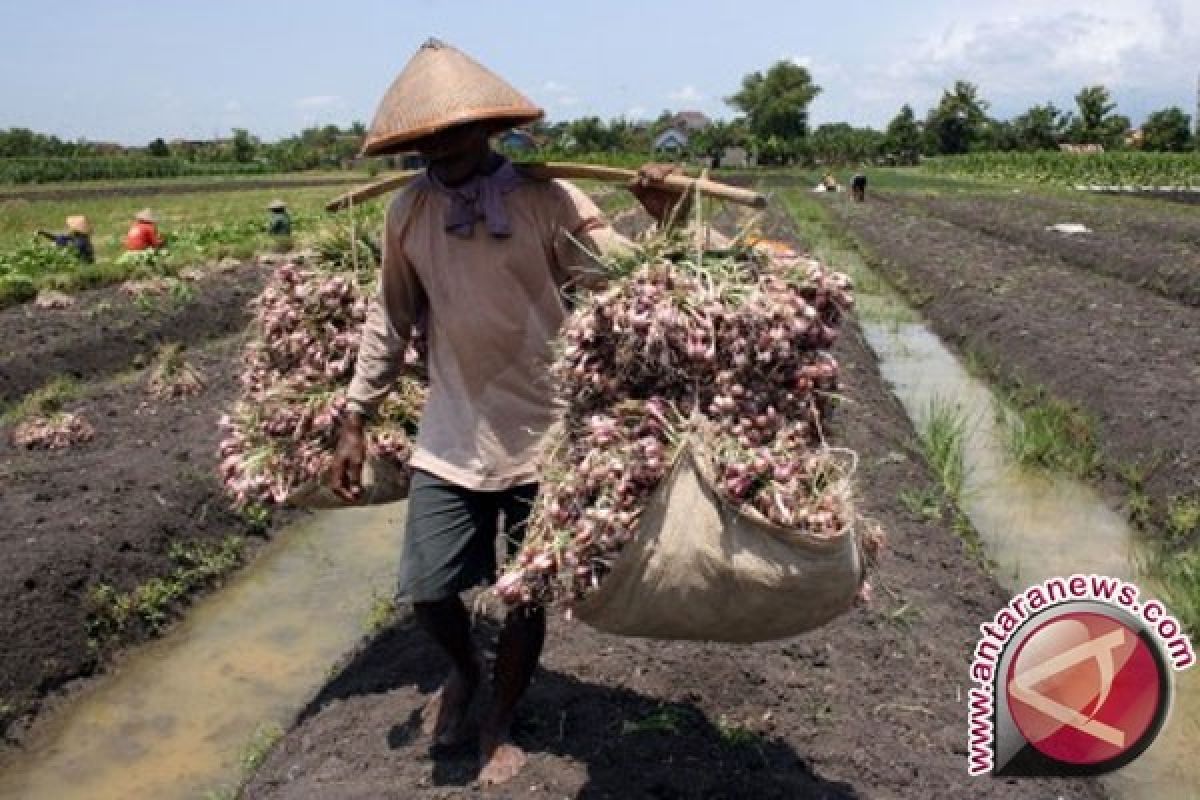 Solok Targetkan Tanam Bawang 7.289,9 Hektare 2017