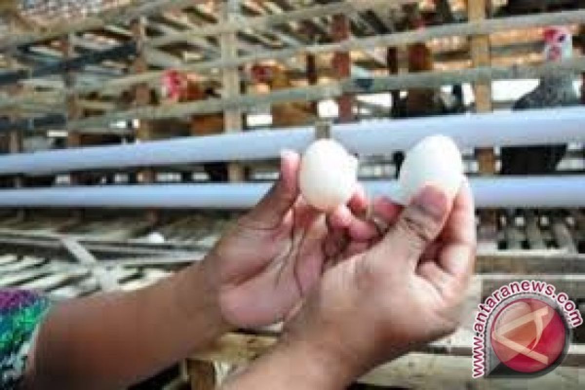 Disnakeswan NTB Gulirkan Bantuan Ayam Arab Petelur 