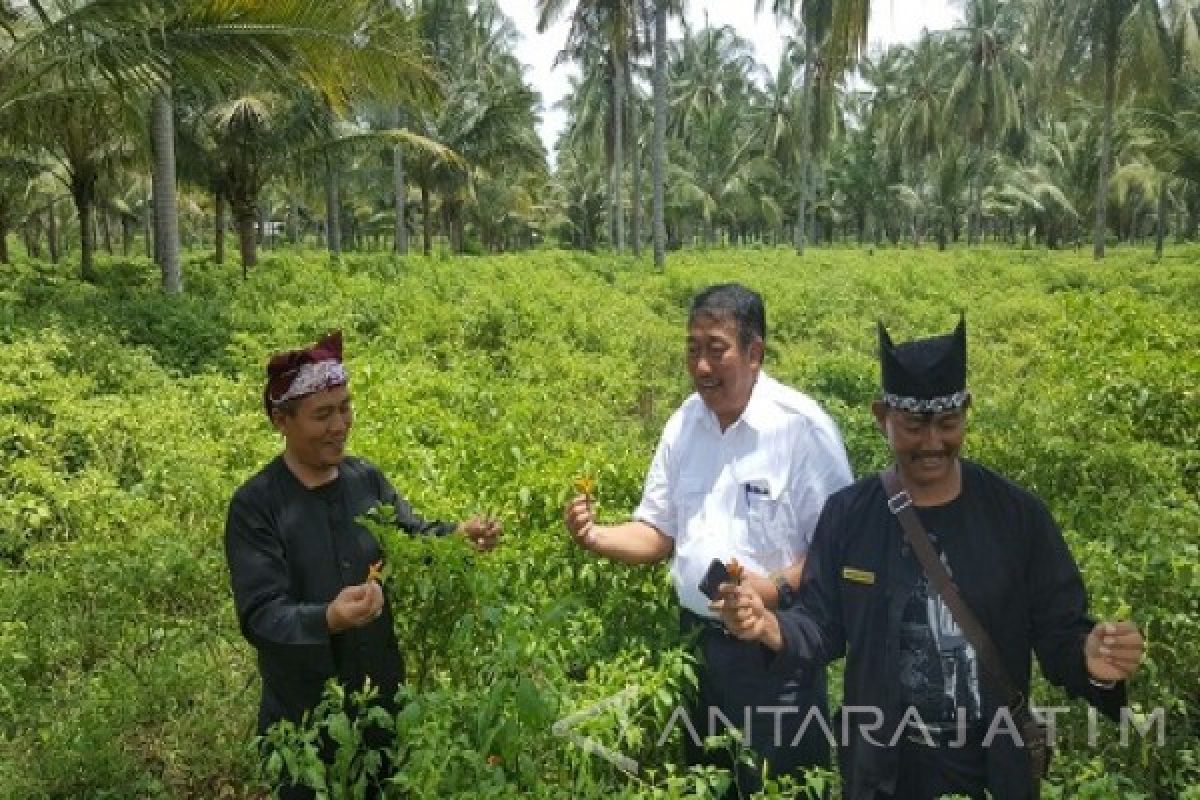 Kementan Bantu Perluasan Lahan Cabai Banyuwangi