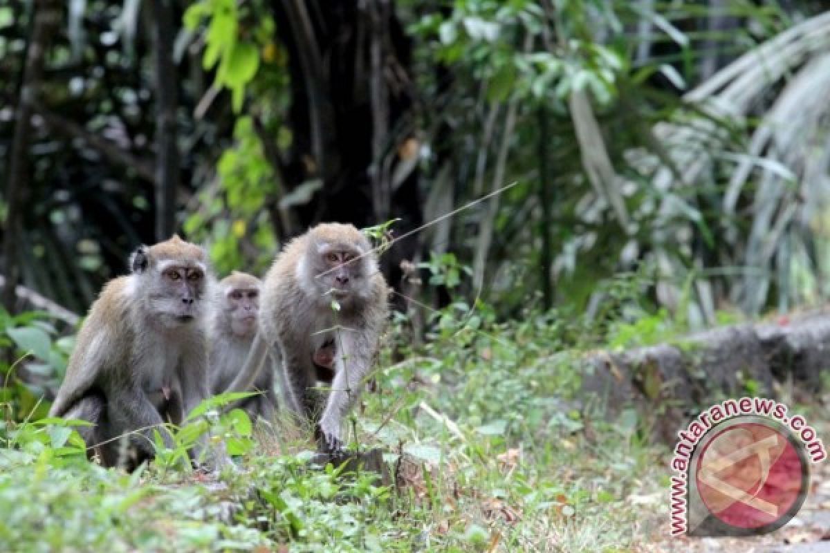 Puluhan monyet muncul di Jalinsum Mukomuko, Bengkulu