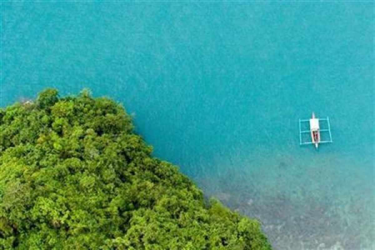 Padang lamun di Teluk Ambon terancam