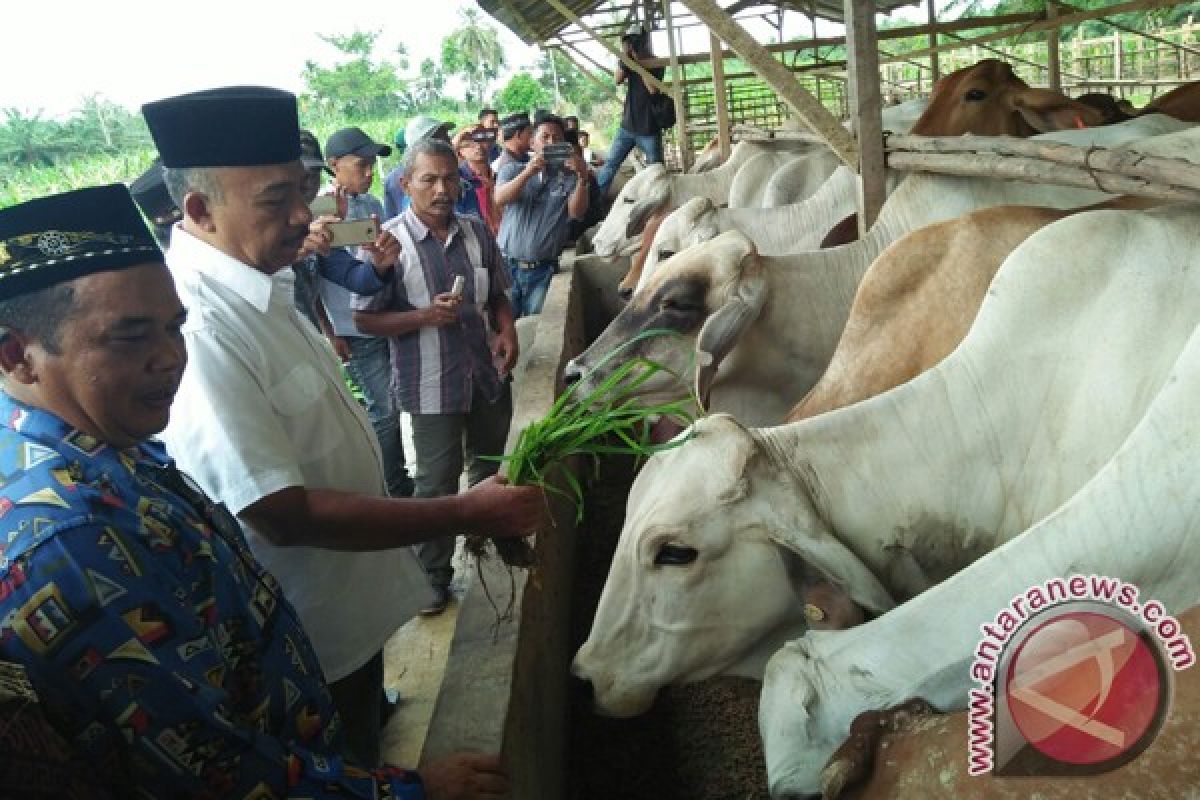 Bupati Aceh Tamiang serahkan 479 sapi bagi Kotanak