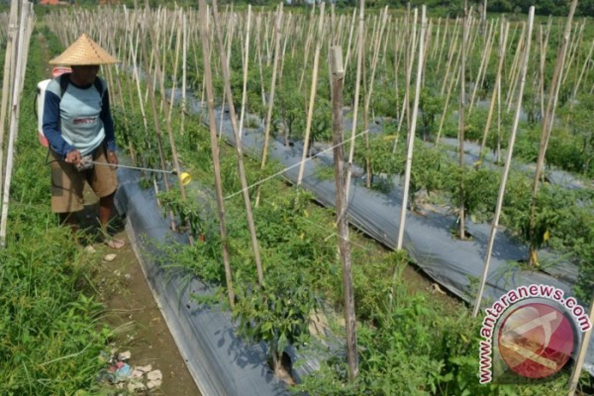 DPRD Bali: Pemprov perlu perhatikan nasib petani cabai