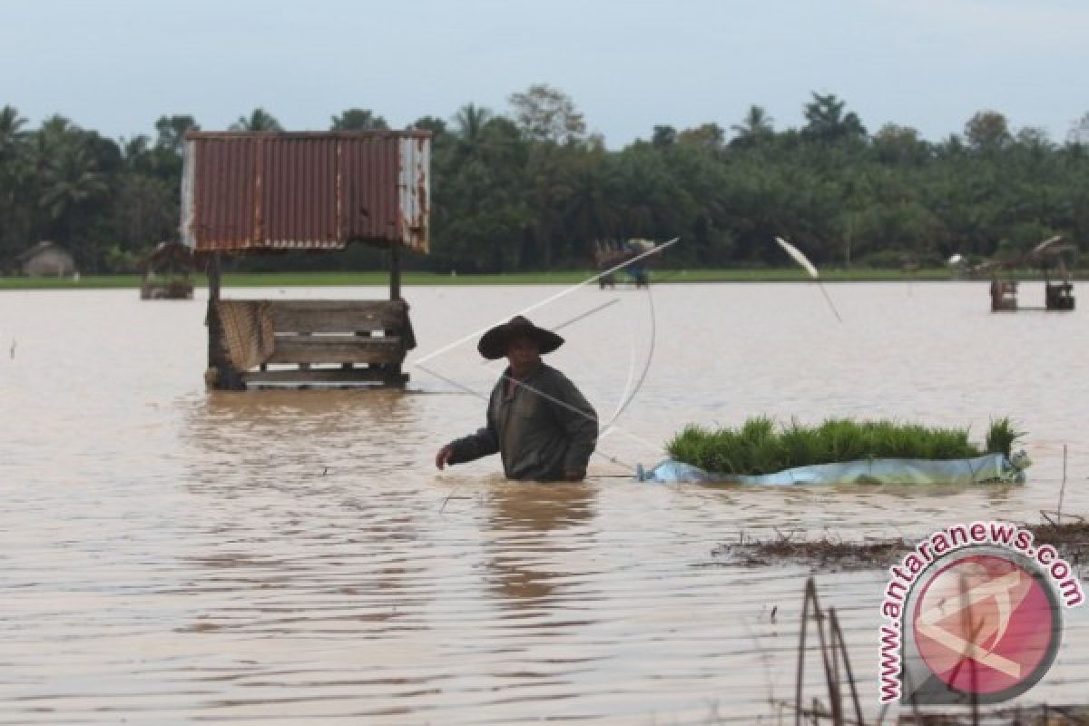 426 hektare tanaman padi di Aceh Utara terancam puso akibat banjir