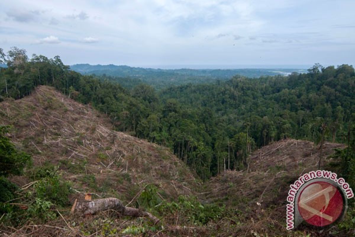 Anggota DPT soroti alih fungsi hutan