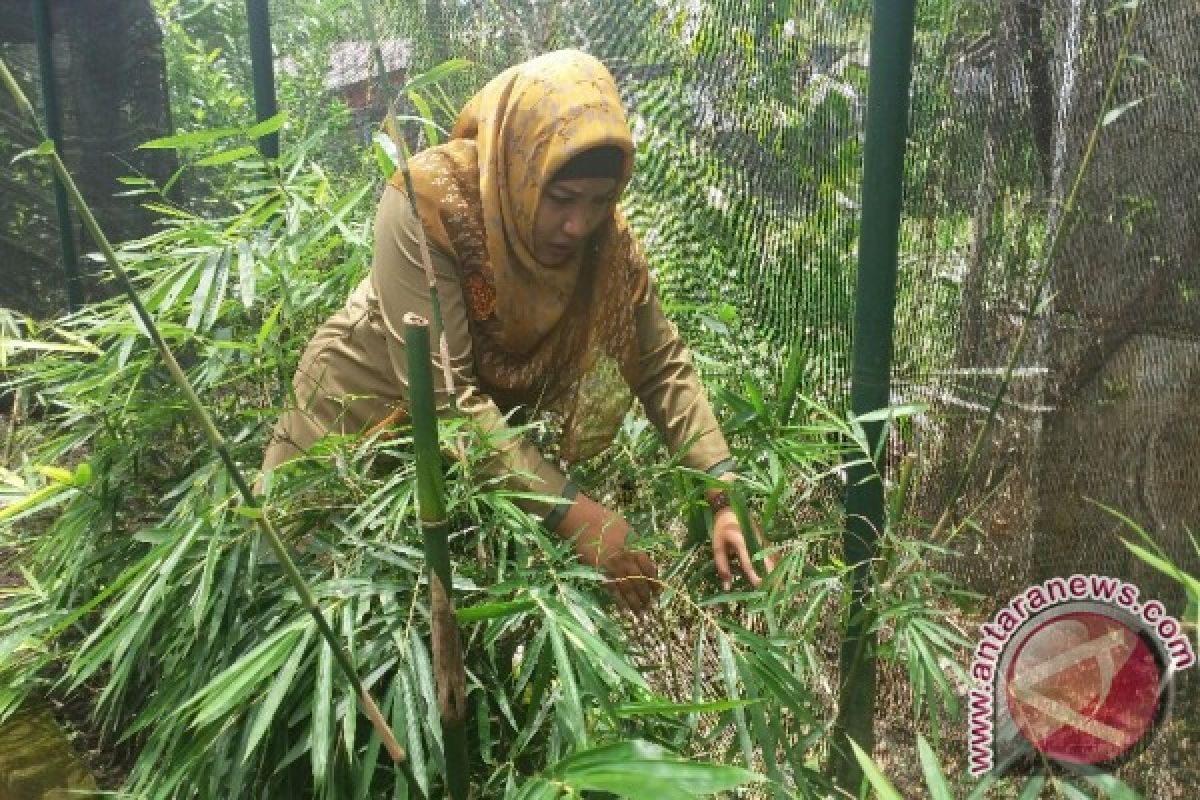 BBPP BPTH selamatkan bambu yang hampir punah 