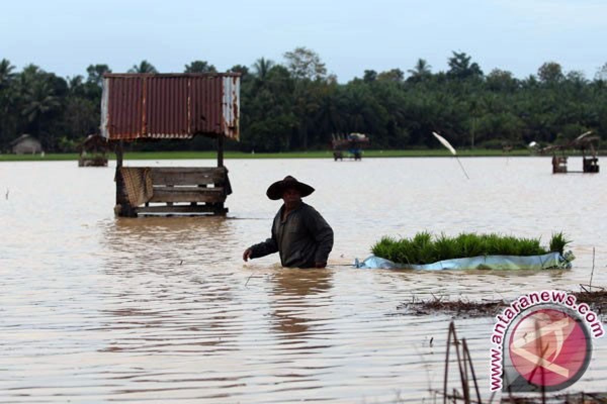 Ratusan hektare sawah di Lampung Timur terendam banjir