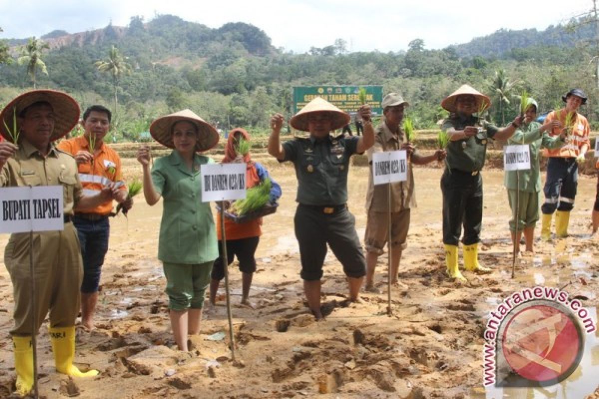 Danrem Tanam Perdana Padi Organik