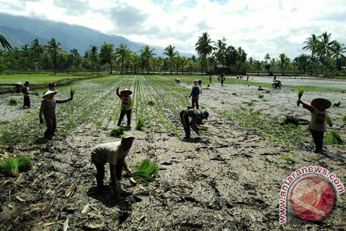 Bengkulu Percepat Realisasi Tanam Padi Awal Tahun