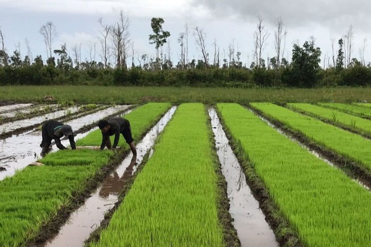 ARTIKEL - Memanen padi tanpa asap di gambut Lamandau