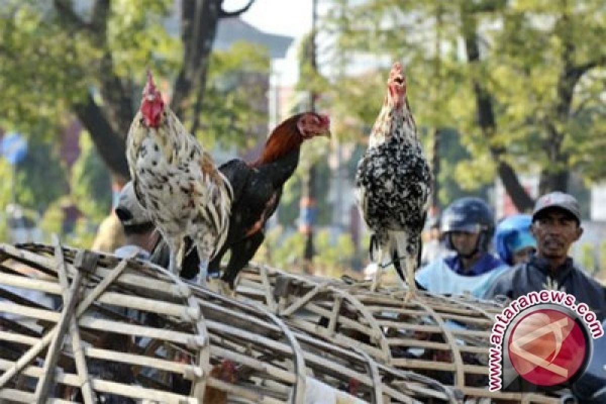 Legislator Dorong Muna Kembangkan Ternak Ayam Kampung 