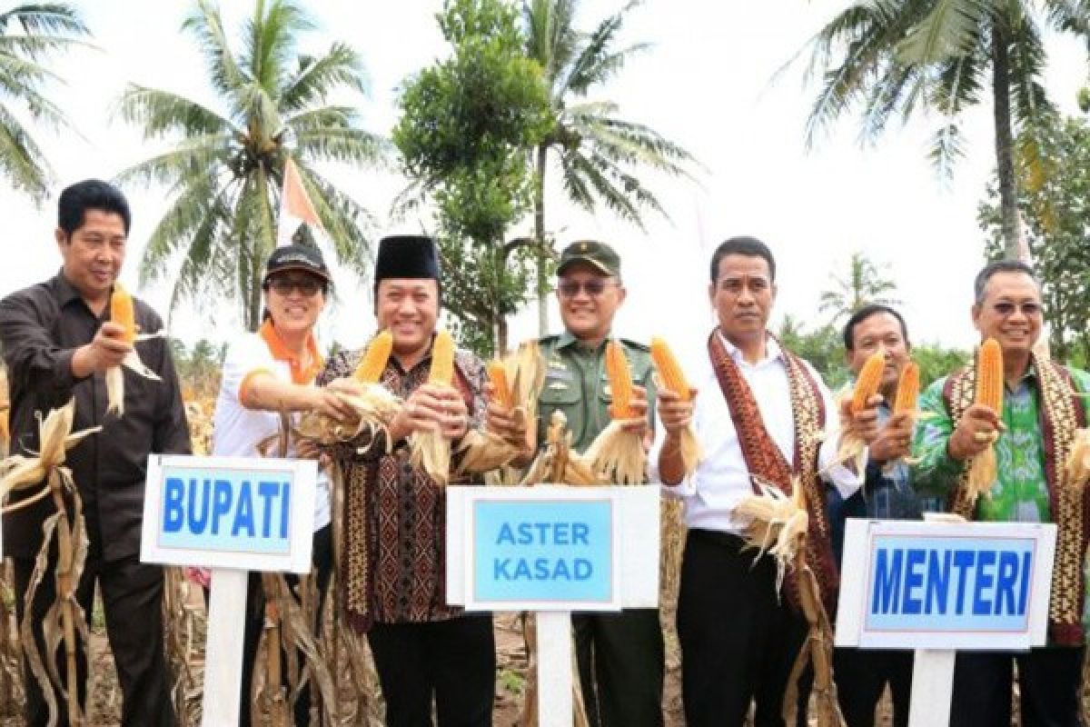 Menteri Pertanian Bantu 495.000 Ton Benih Jagung  