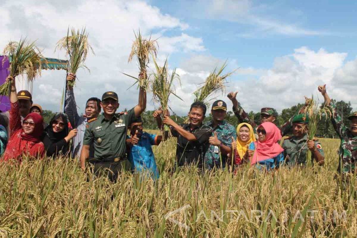 Sejumlah Lahan Pertanian di Jember Mulai Panen 