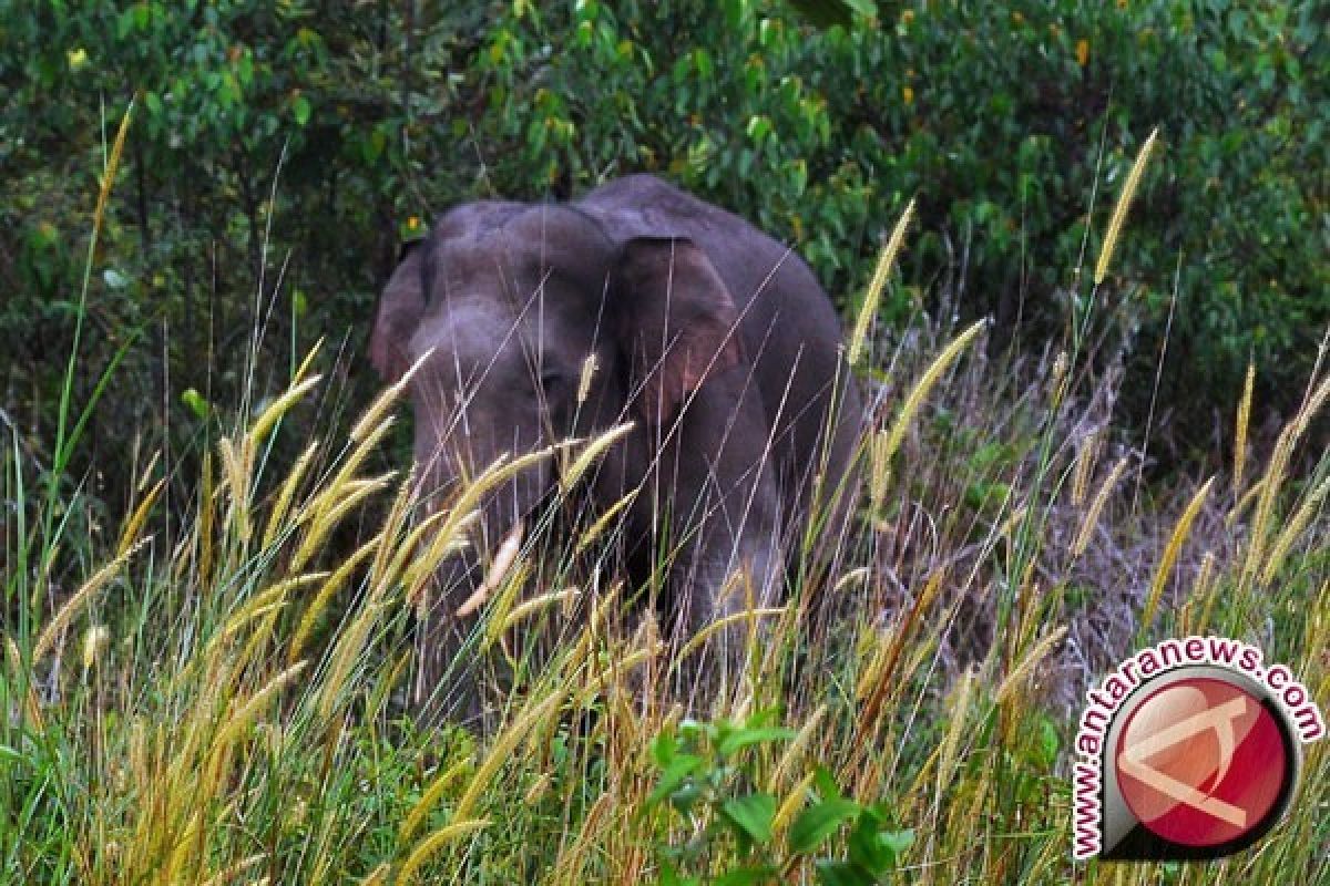 Kerusakan habitat gajah sumatera picu lonjakan konflik dengan manusia, begini penjelasannya