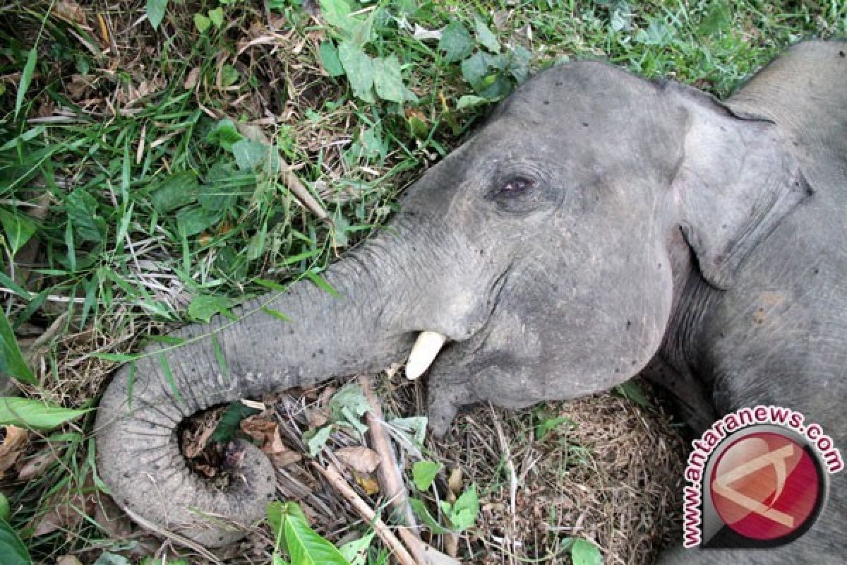 Habitat gajah Sumatera terus susut, konflik dengan manusia sering