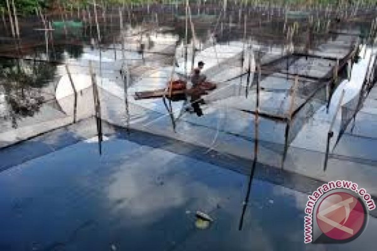 Perusda Konawe Selatan bermitra bangun 1.000 karamba