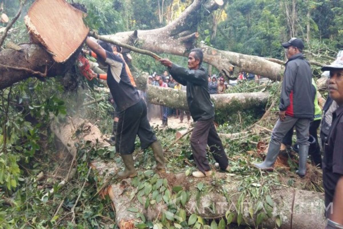  Enam Orang Terluka Akibat Pohon Tumbang di Gumitir