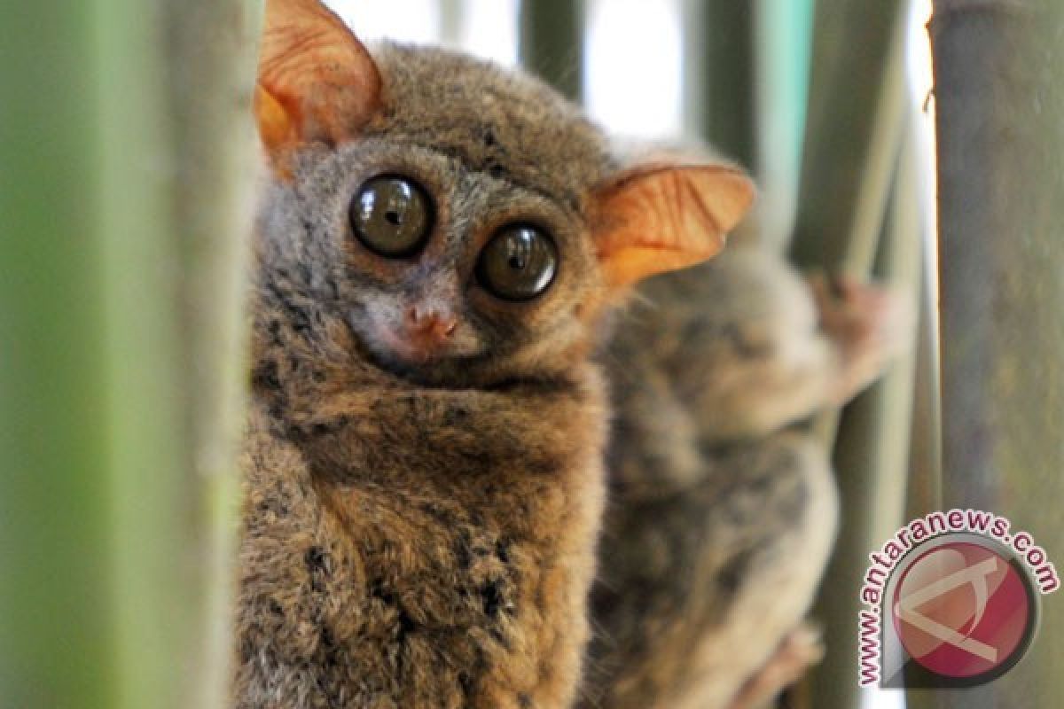 Kemarin, tarsius Babel hingga tenaga kerja asing China di Bintan