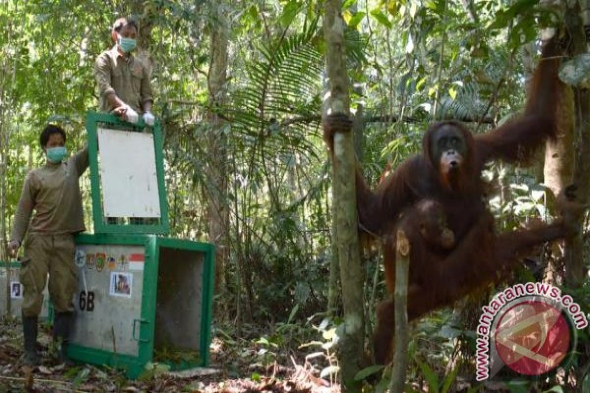 12 Orangutan Dilepasliarkan Ke Bukit Baka Kalteng 