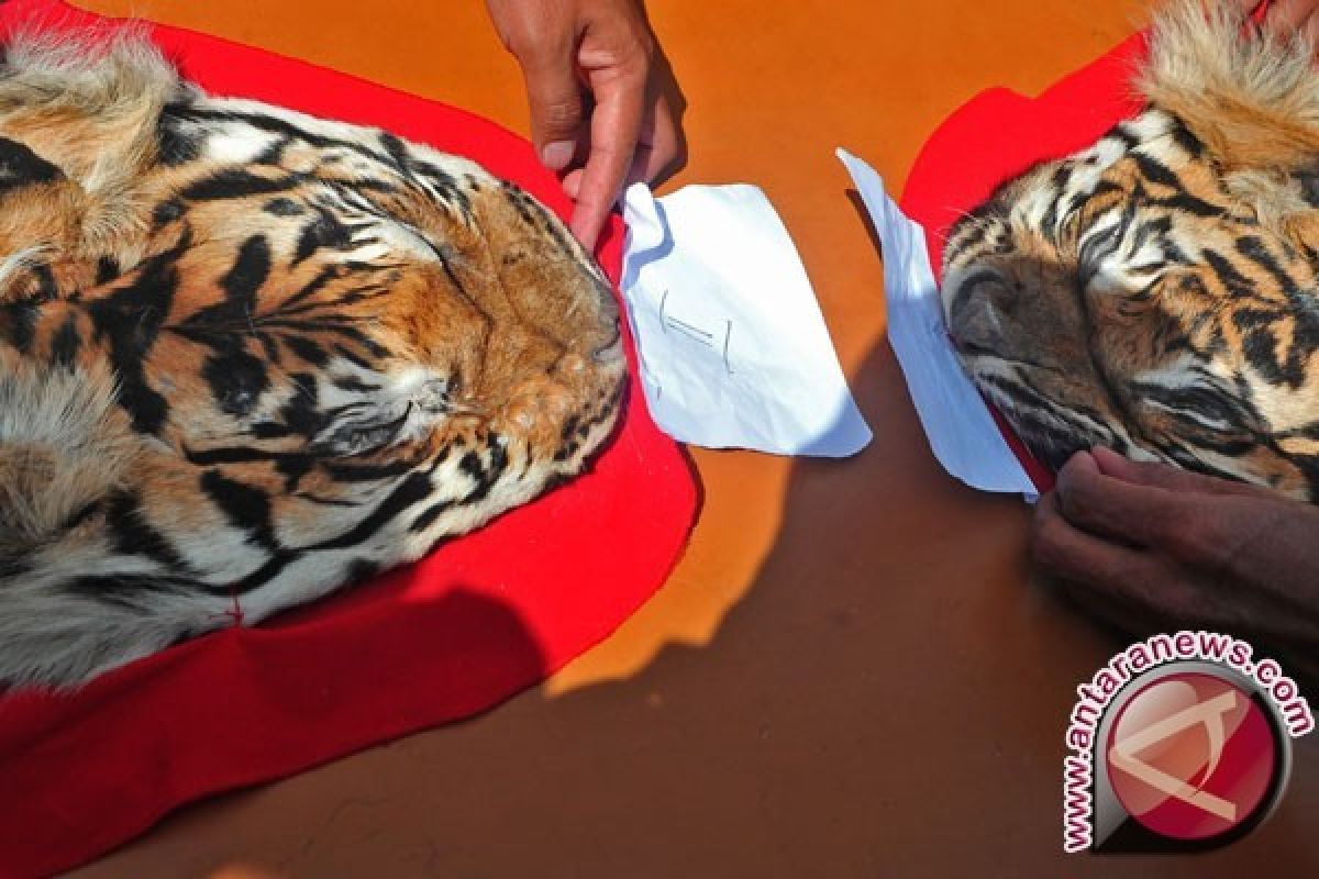 Dua Penjual Kulit Harimau Ditangkap di Bengkulu