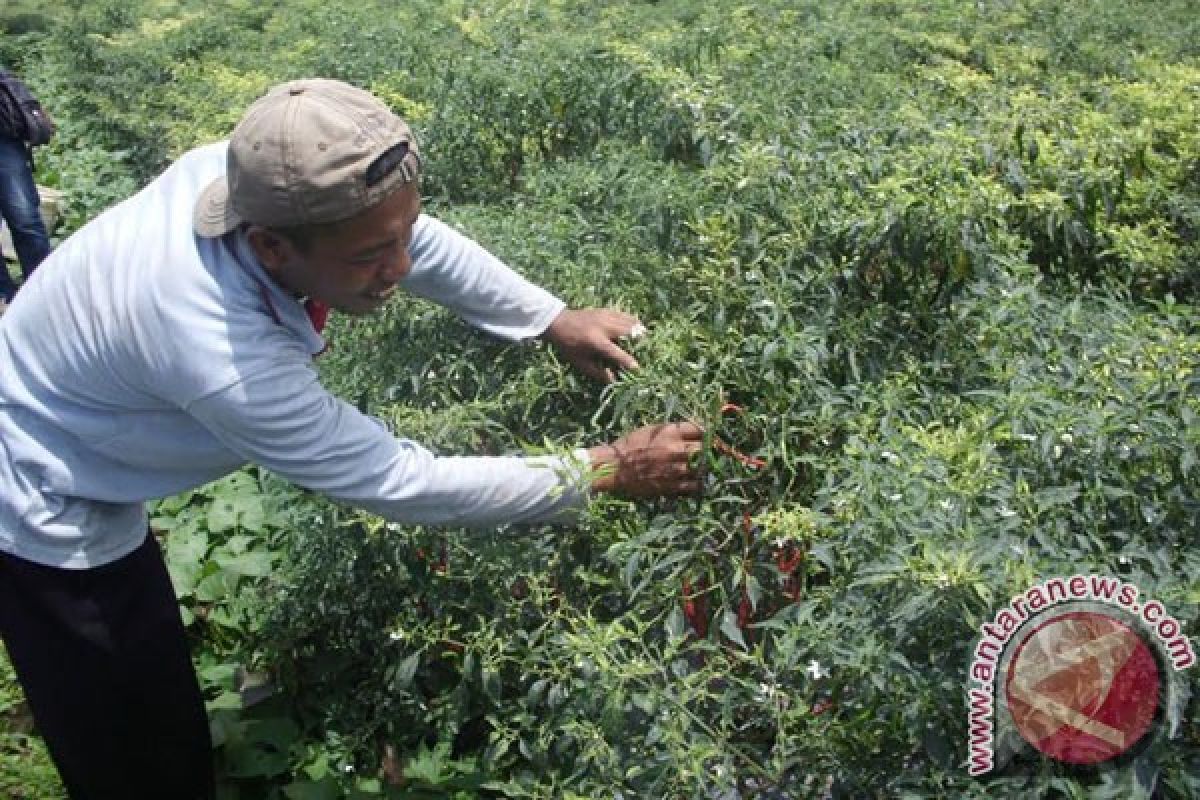 Petani Keluhkan Rendahnya Harga Jual Cabai Merah