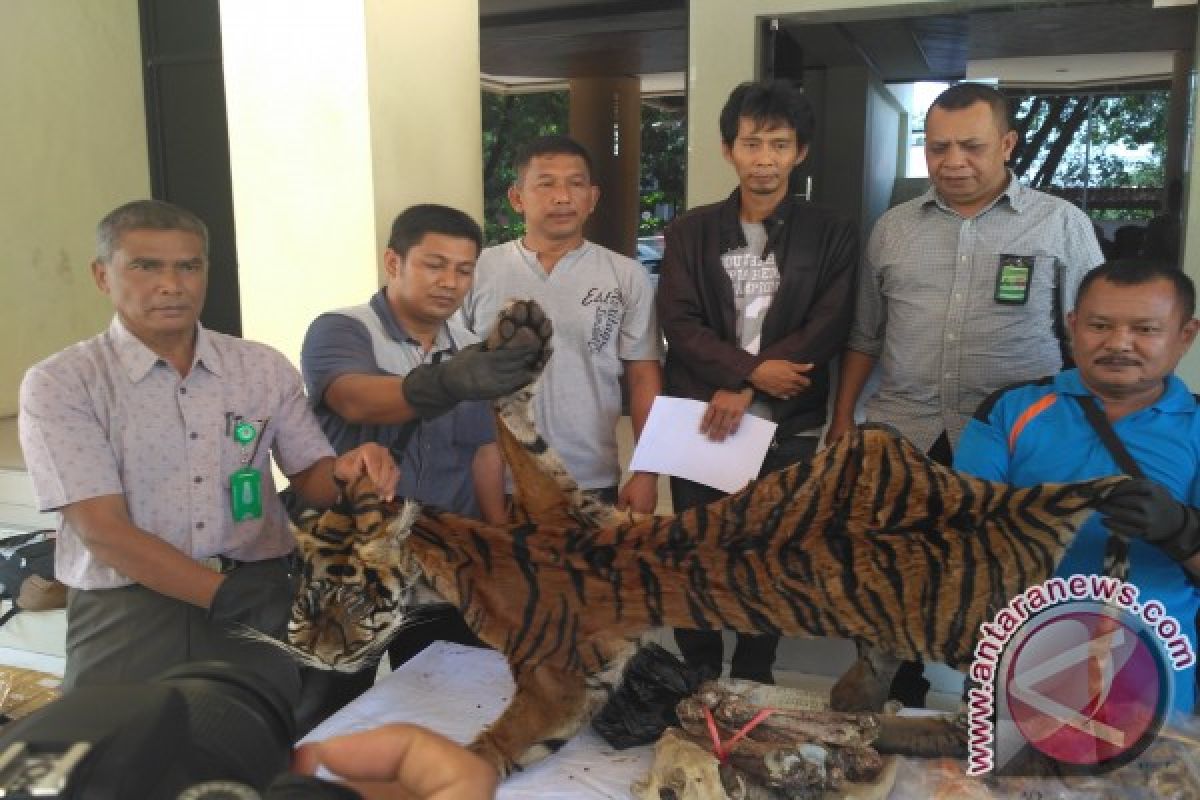 Lima Pelaku Perdagangan Kulit Harimau Ditangkap