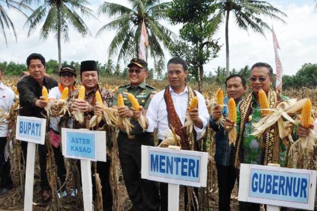 Menteri Pertanian Panen Raya Jagung Di Lampung