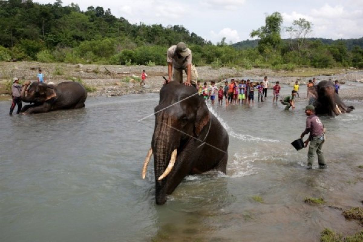 Gajah Diarak di Laos Saat Jumlahnya Menyusut