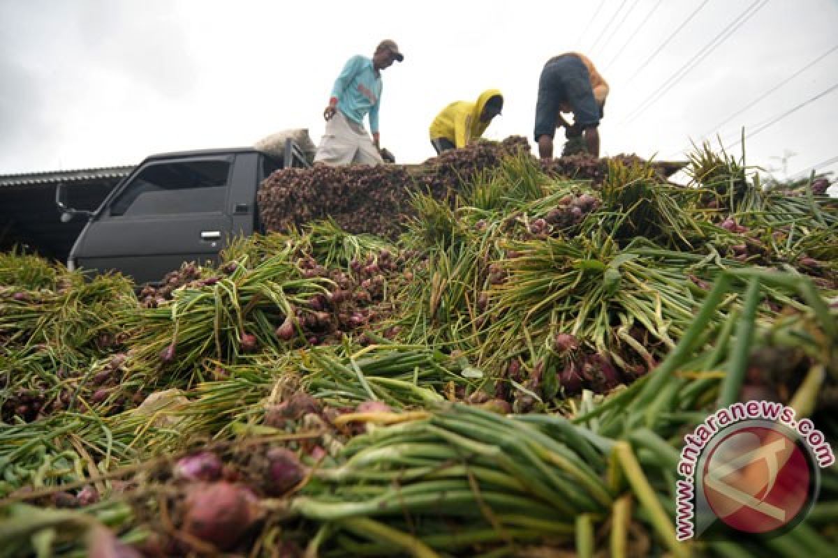 Solok jadi produsen bawang merah terbesar Sumatra