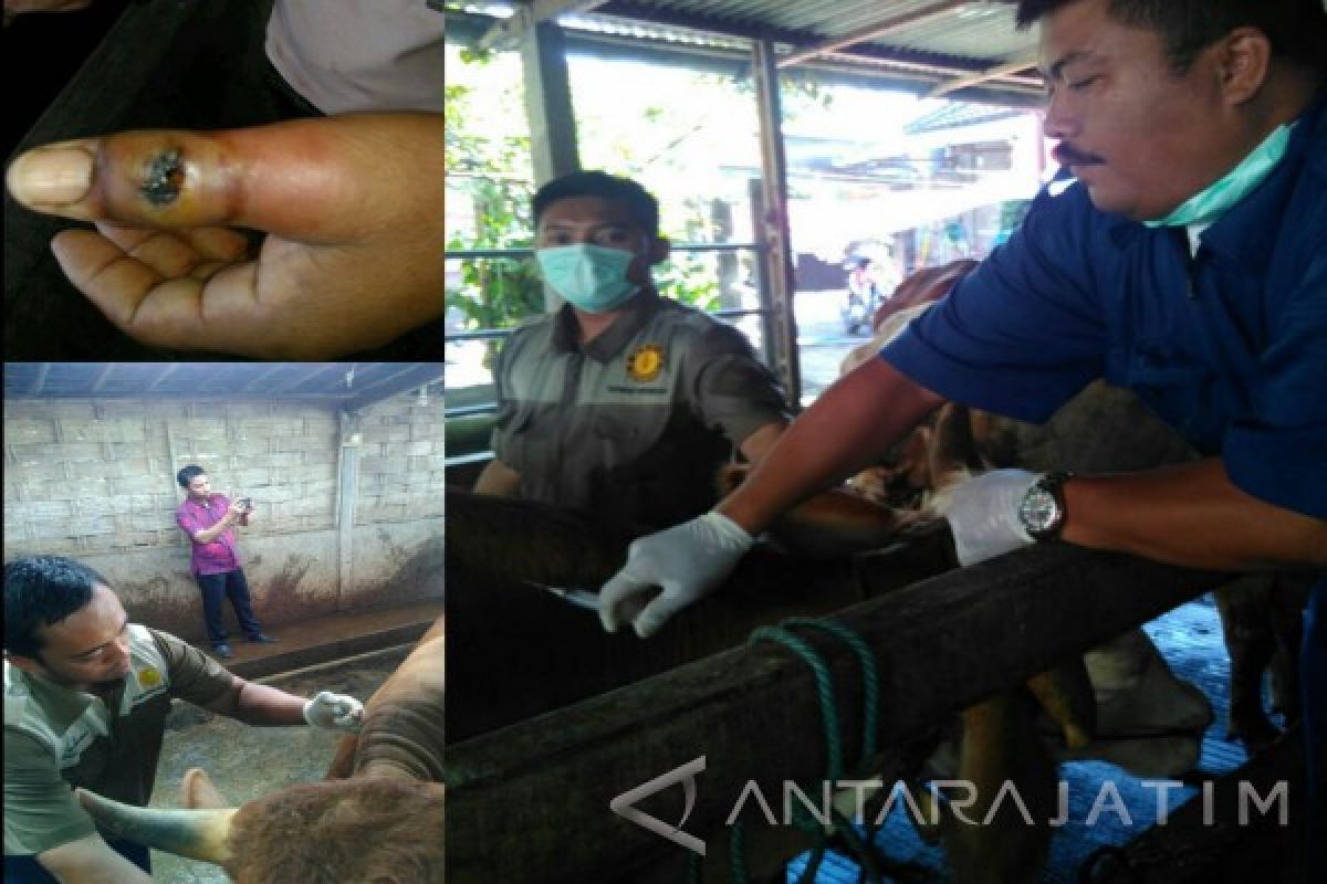 Terduga Antraks Teridentifikasi di Trenggalek