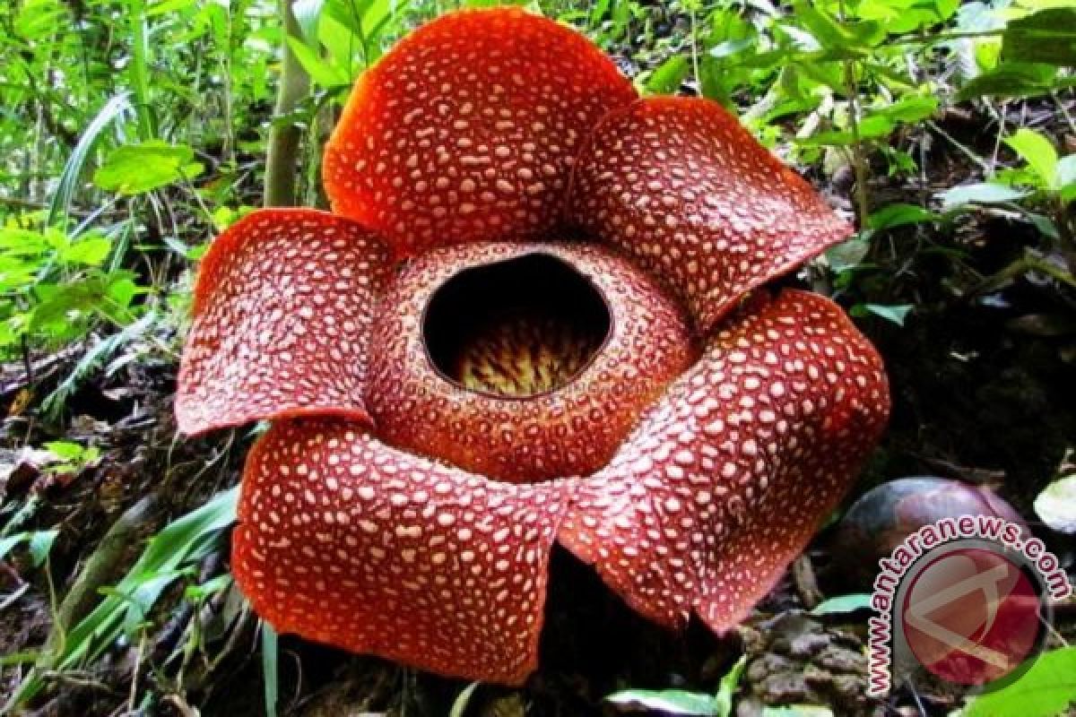 Rafflesia Arnoldi mekar di Taba Penanjung 