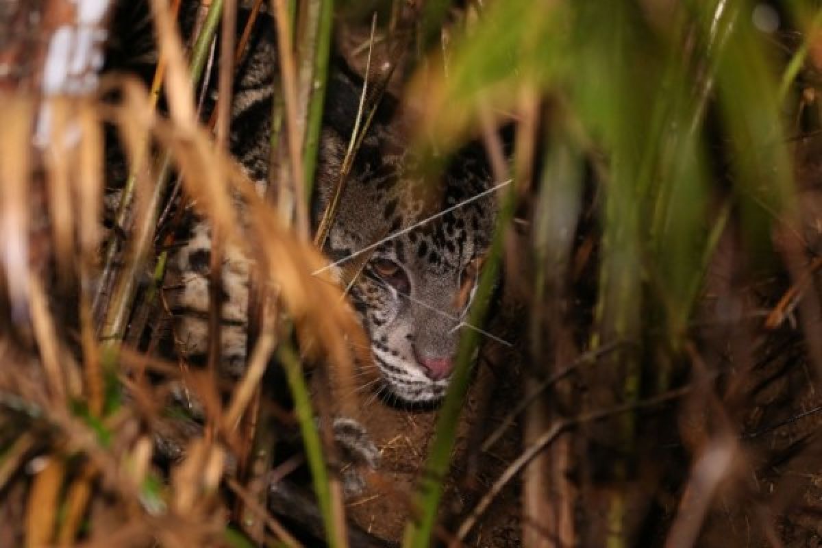 BKSDA selidiki insiden serangan macan yang menewaskan petani di Lahat