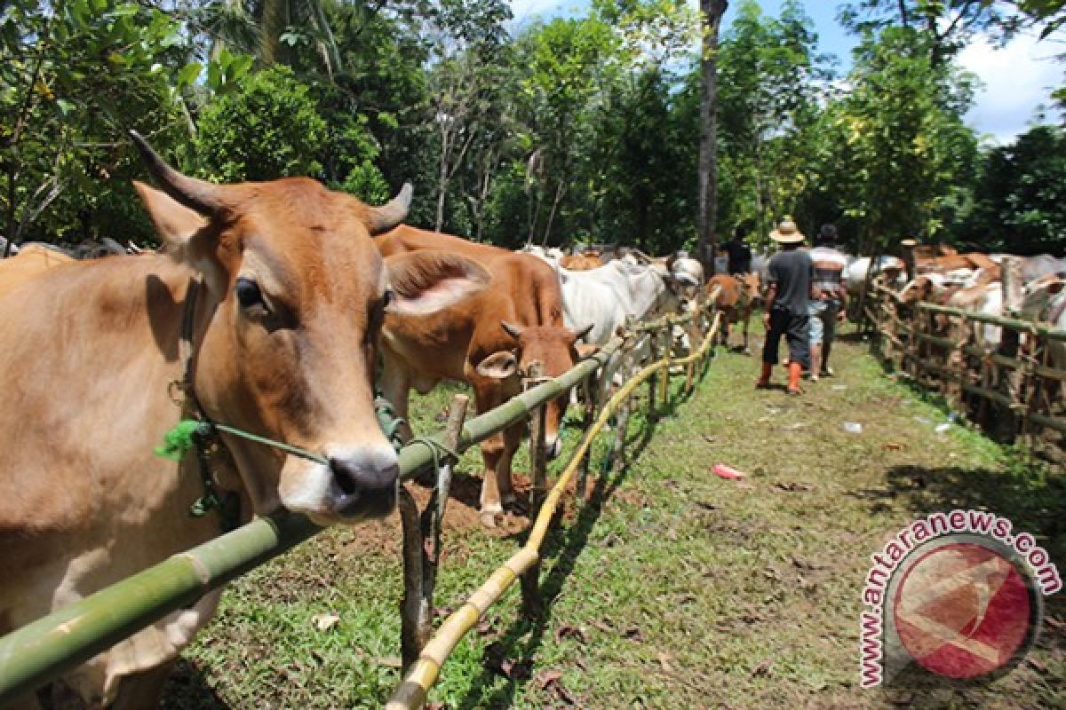 South Kalimantan brings in 3,000 cattle per month