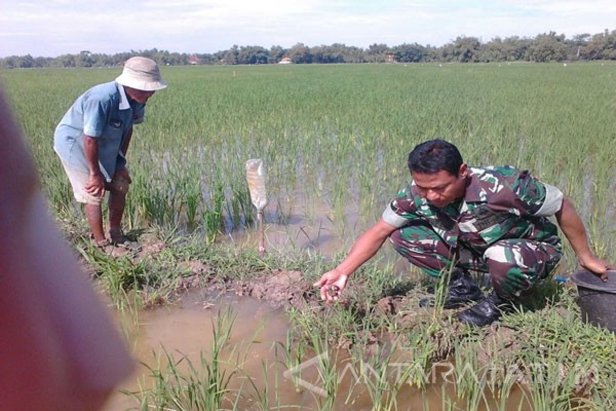 Babinsa Bangkalan Dorong Petani Ikut Program Asuransi Tani Padi