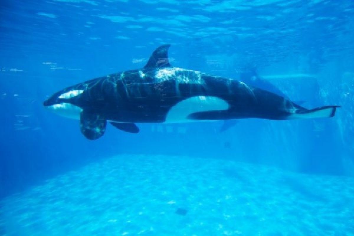 Paus orca di Gorontalo diprediksi jantan