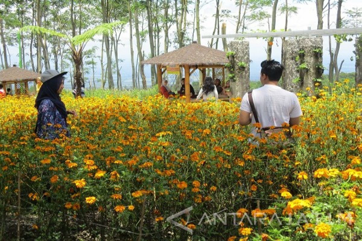   Pemkab Kediri Kembangkan Taman Bunga di Kelud      