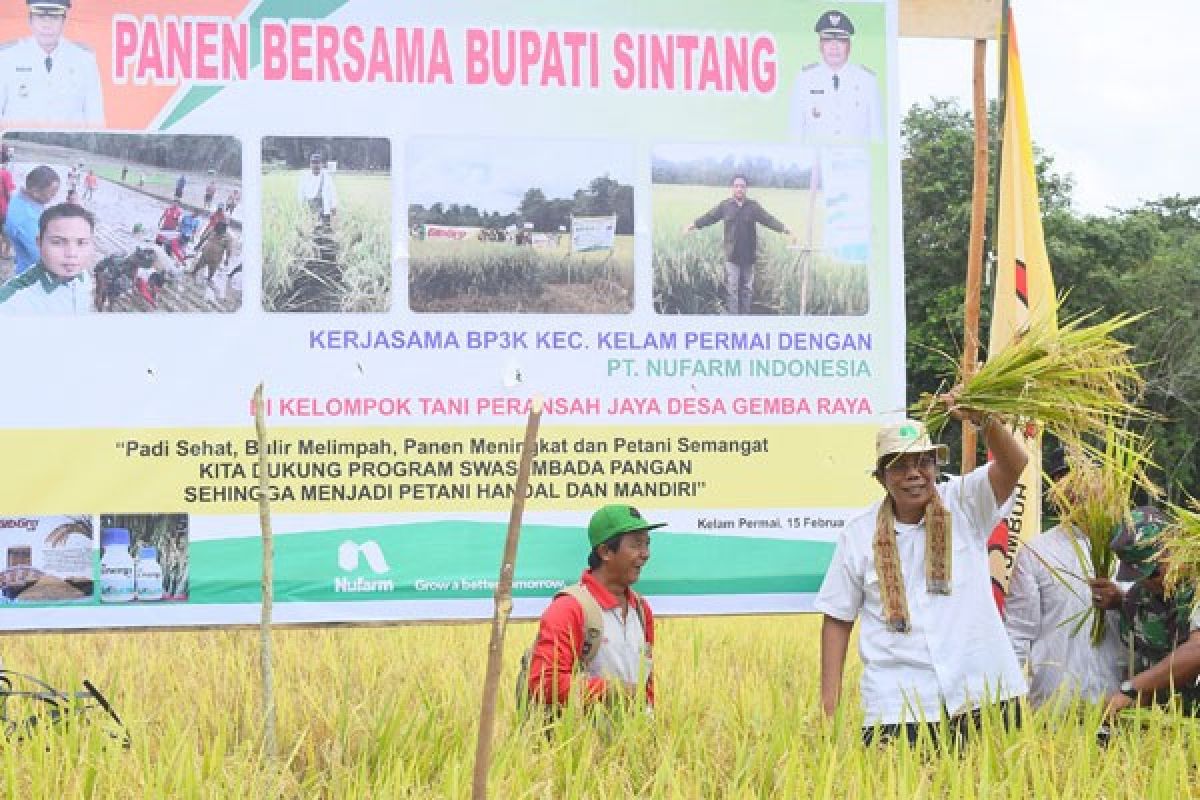 Bupati Sintang Panen Padi di Desa Gemba Raya