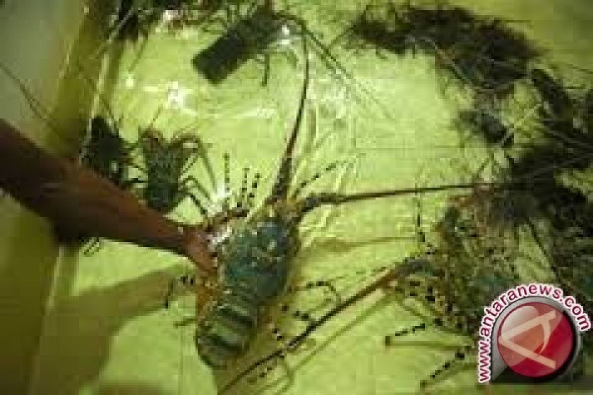 Harga Udang Lobster Tembus Rp1 Juta/kg 