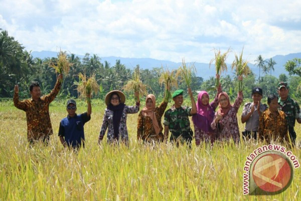 Wabup Sleman pimpin panen raya padi hibrida